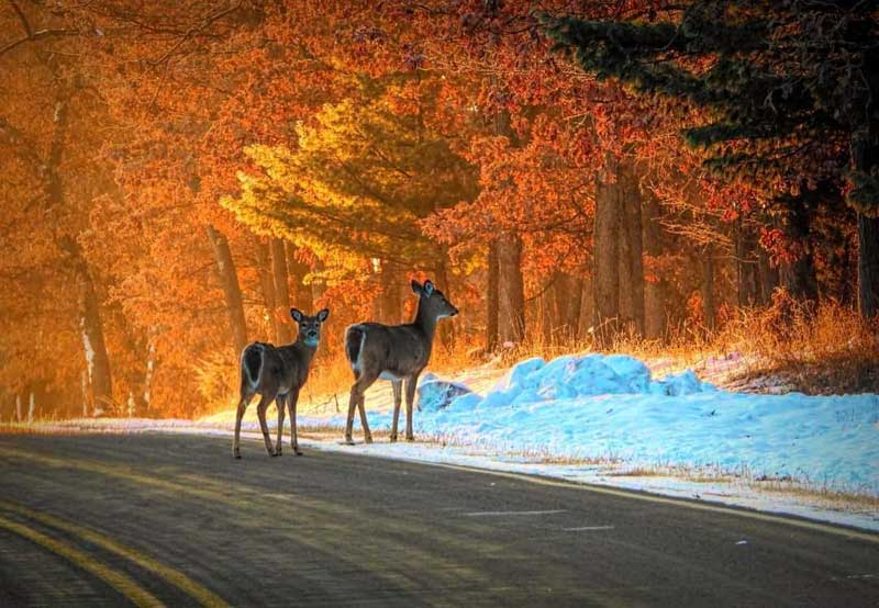 Castle Rock Petenwell Lakes Deer on the Road