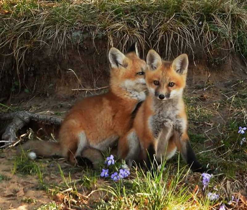 Castle Rock Petenwell Lakes Foxes