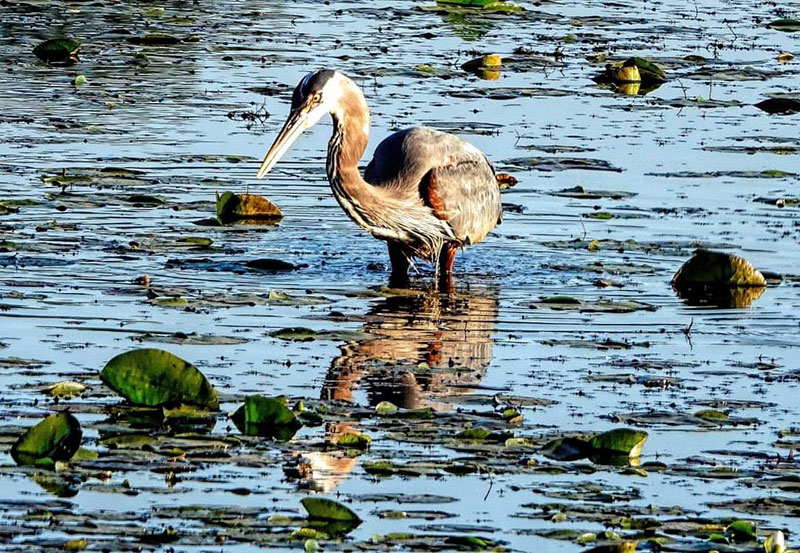 Castle Rock Petenwell Lakes Bird2