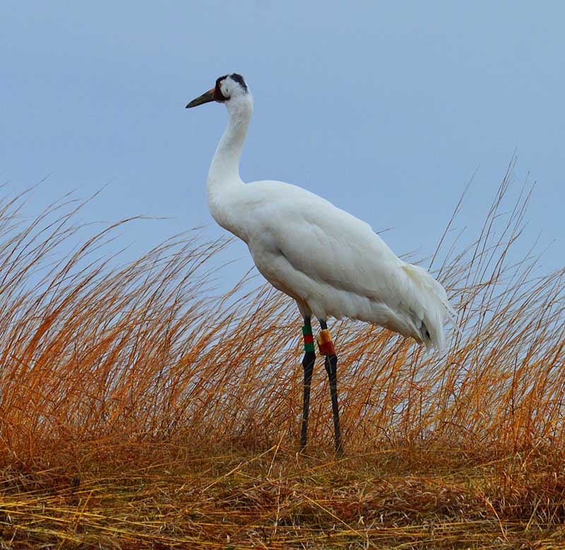 Castle Rock Petenwell Lakes Bird3