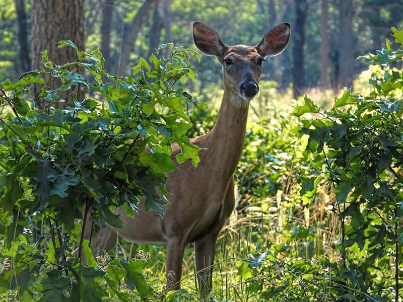 Castle Rock Petenwell Lakes Deer