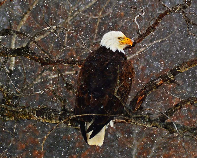 Castle Rock Petenwell Lakes Eagle In Snowstorm